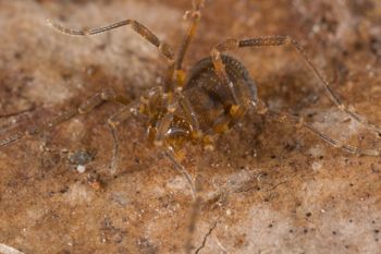 Media type: image; Invertebrate Zoology 138109